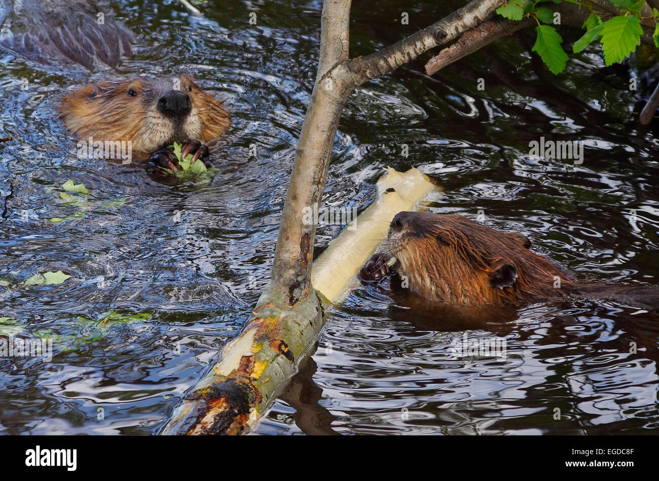 Zwei Biber Essen Rinde und Blätter, Grand-Teton-Nationalpark, Wyoming, Vereinigte Staaten von Amerika. Stockfoto