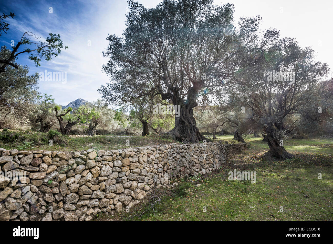 Olivenbaum und Trockenmauer in der Nhe von Banyalbufar, Mallorca, Spanien  Stockfotografie - Alamy