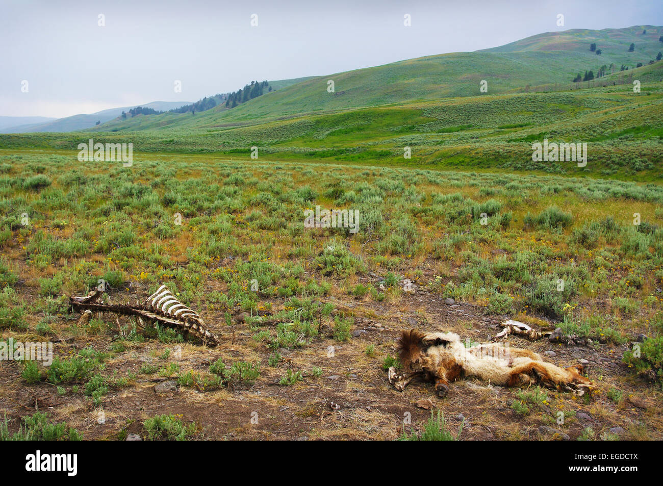 Bison bleibt - Knochen und Fell - in das Lamar Valley, Yellowstone-Nationalpark, Wyoming, Vereinigte Staaten von Amerika. Stockfoto