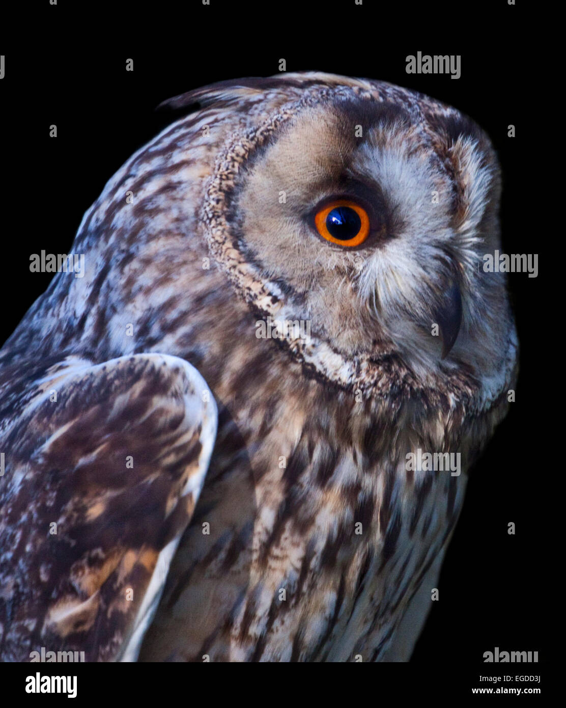 Lange Eared Owl (Asio Otus/Strix Otus) Stockfoto
