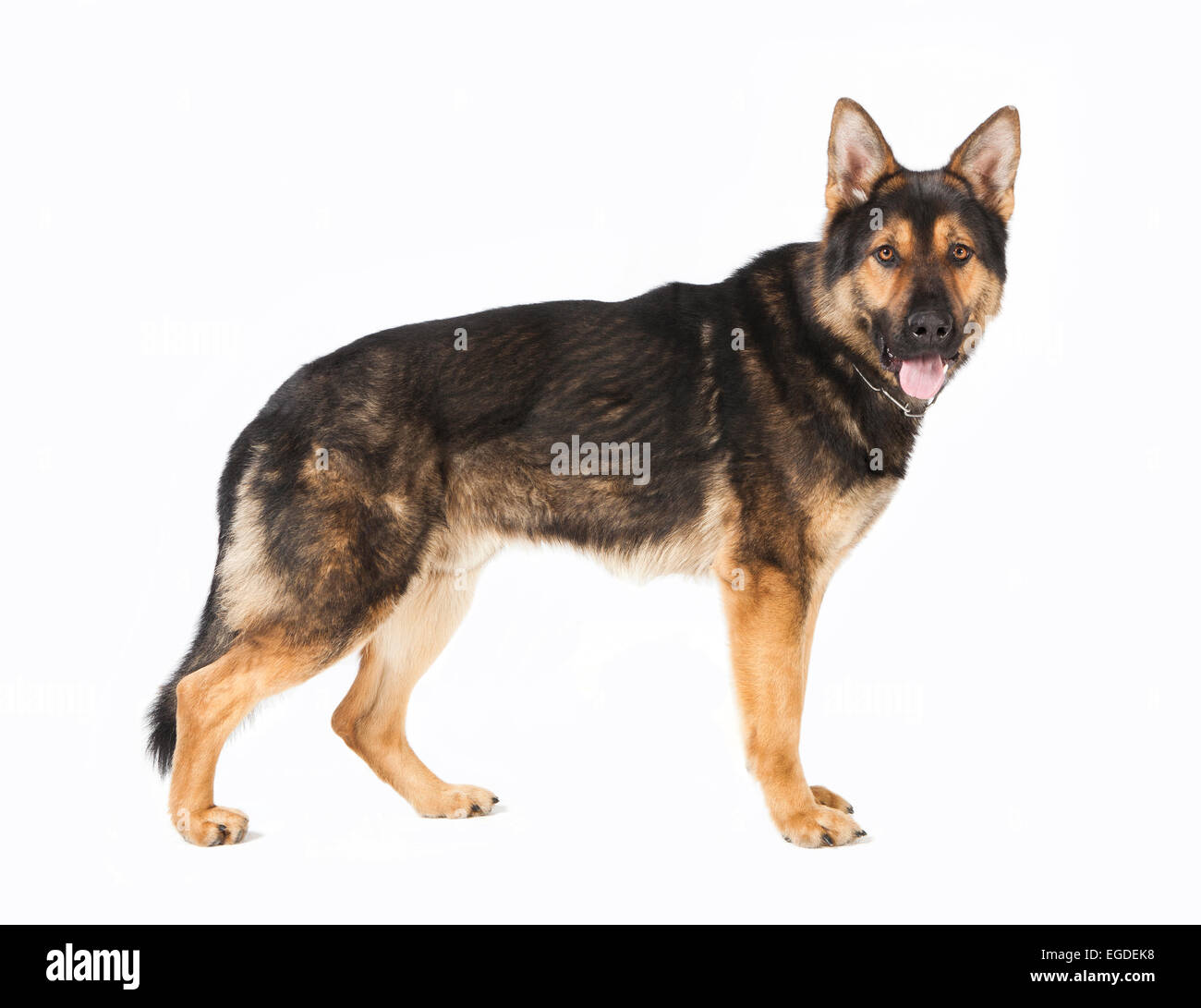 einen alten Schäferhund Hund stehen vor weißem Hintergrund Stockfoto