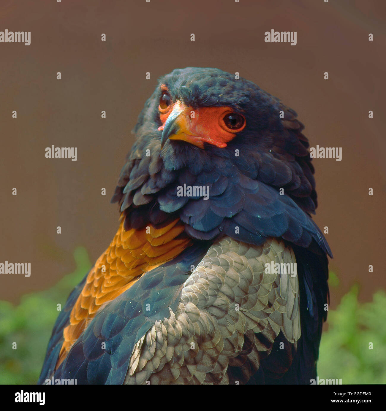 Bateleur (Terathopius Ecaudatus) Stockfoto