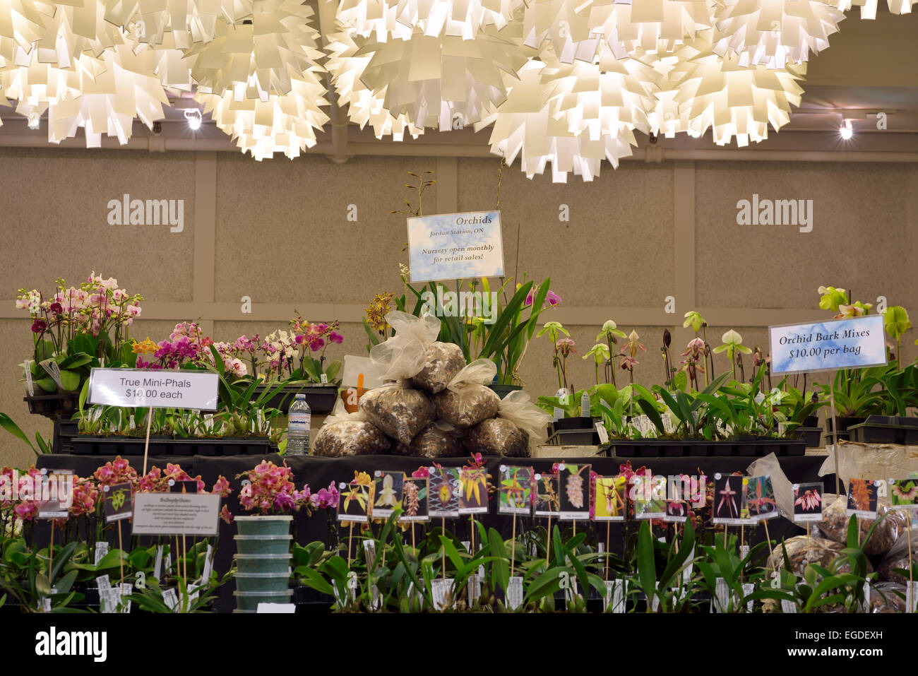 Südontario Orchid Society Show Lieferant liefert zeigt die Tabelle in Toronto botanischen Garten Halle Stockfoto