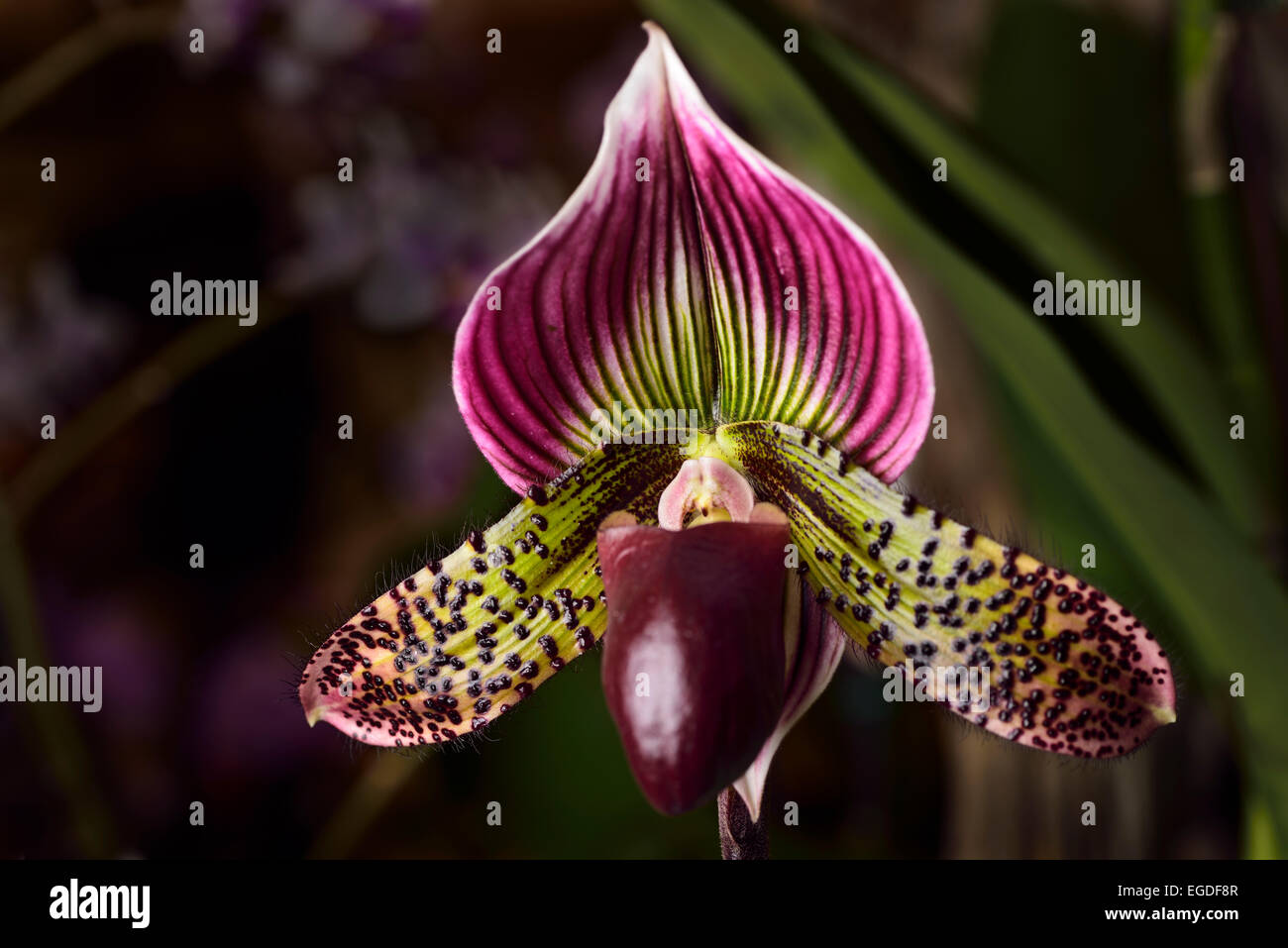 Paphiopedilum Venus Slipper Orchidee Blume Hybrid auf dunklem Hintergrund Stockfoto