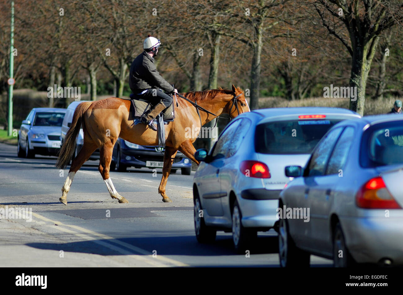 Rennpferde, überqueren die Straße an der Newmarket, Suffolk, england Stockfoto