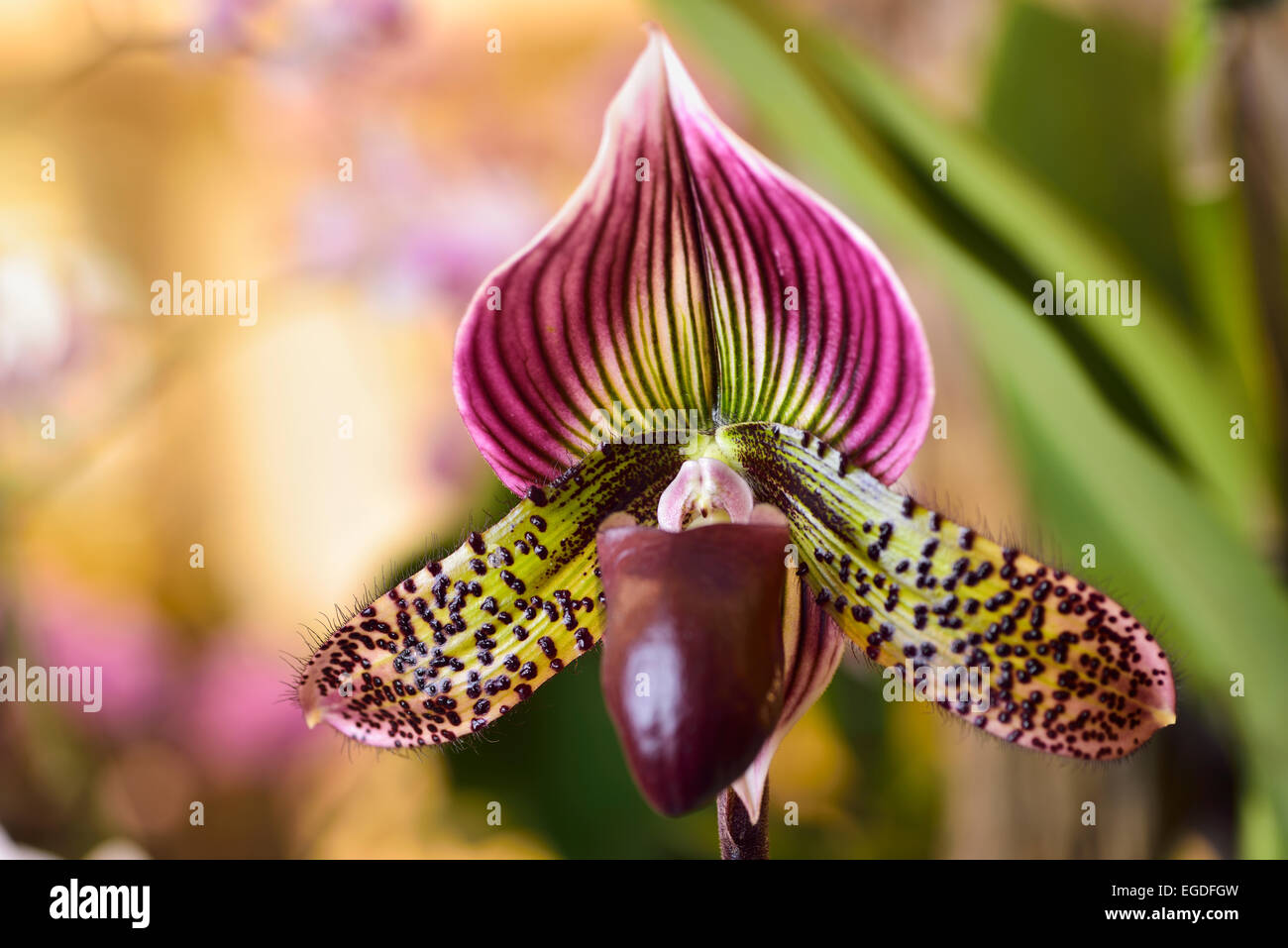 Paphiopedilum Venus Slipper Orchidee Blume Hybrid auf hellem Hintergrund Stockfoto