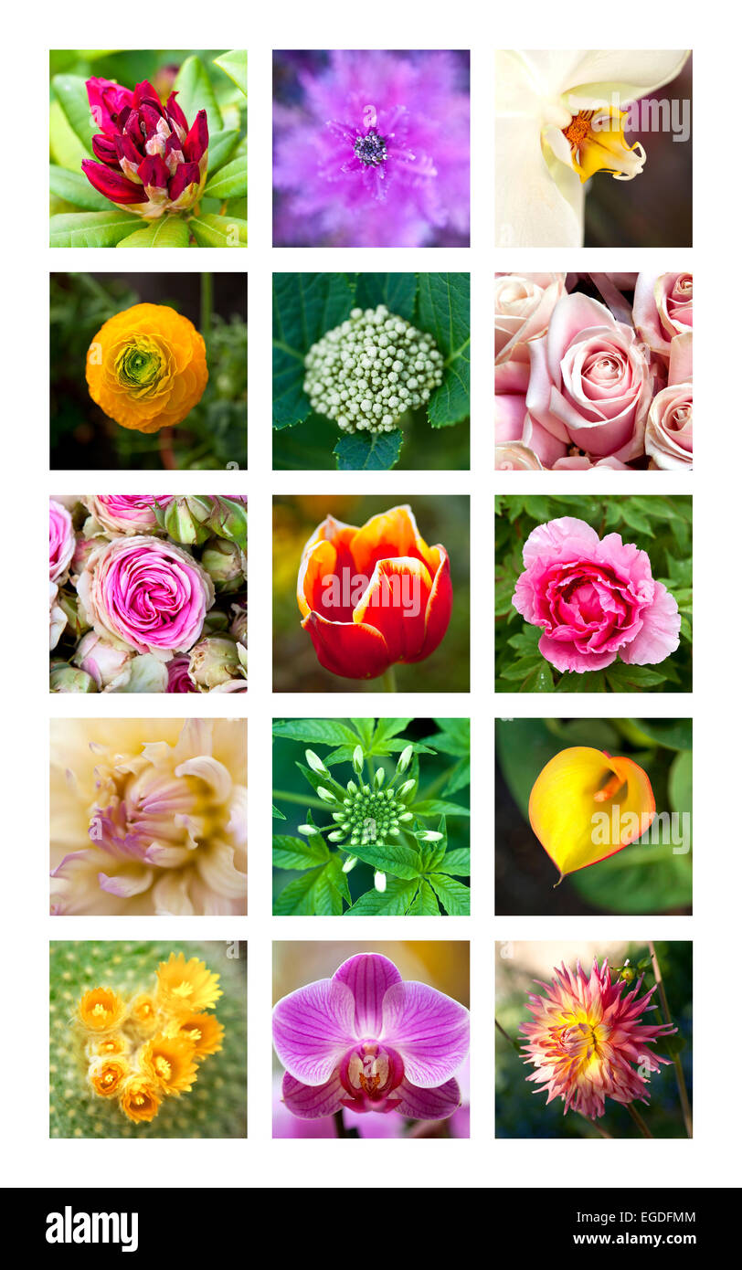 Verschiedene bunte Blumen auf einer collage Stockfoto
