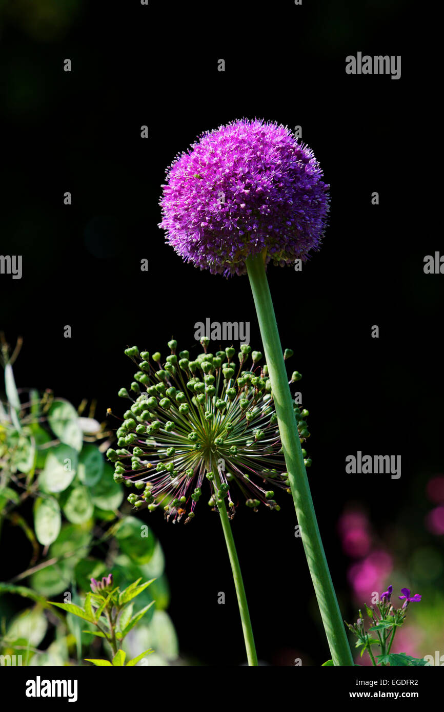 Blühende Allium, Jardins de Claude Monet, Giverny, Normandie, Frankreich Stockfoto