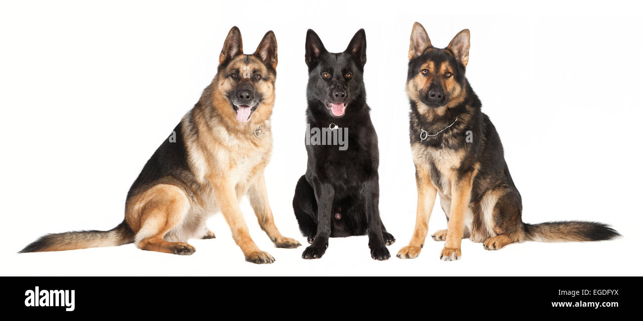 drei sitzende Schäferhunde in verschiedenen Farben vor weißem Hintergrund Stockfoto