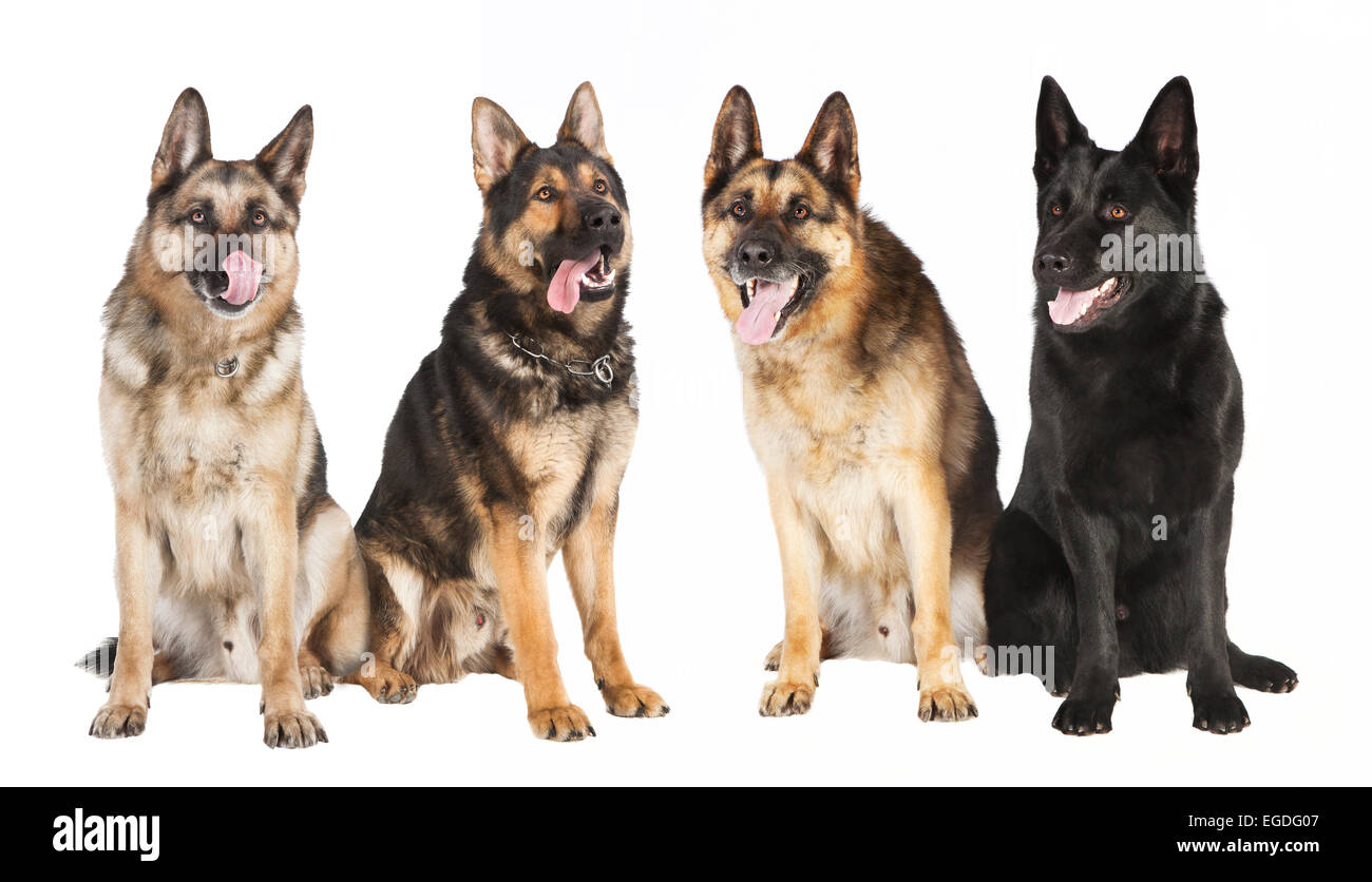 vier sitzen Schäferhunde in verschiedenen Farben vor weißem Hintergrund Stockfoto
