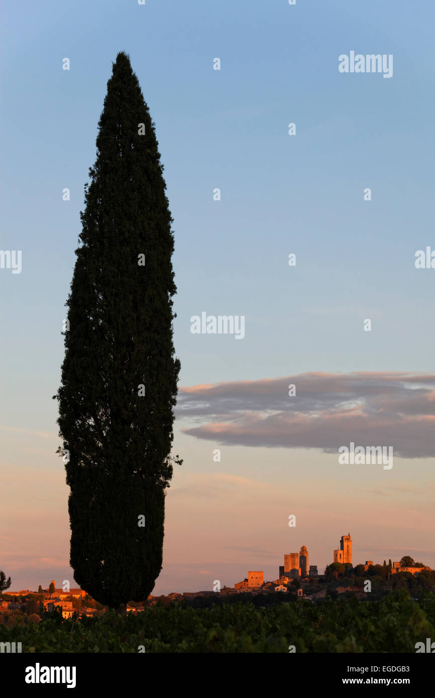 Zypressen und einige der Türme von San Gimignano, Toskana, Italien Stockfoto