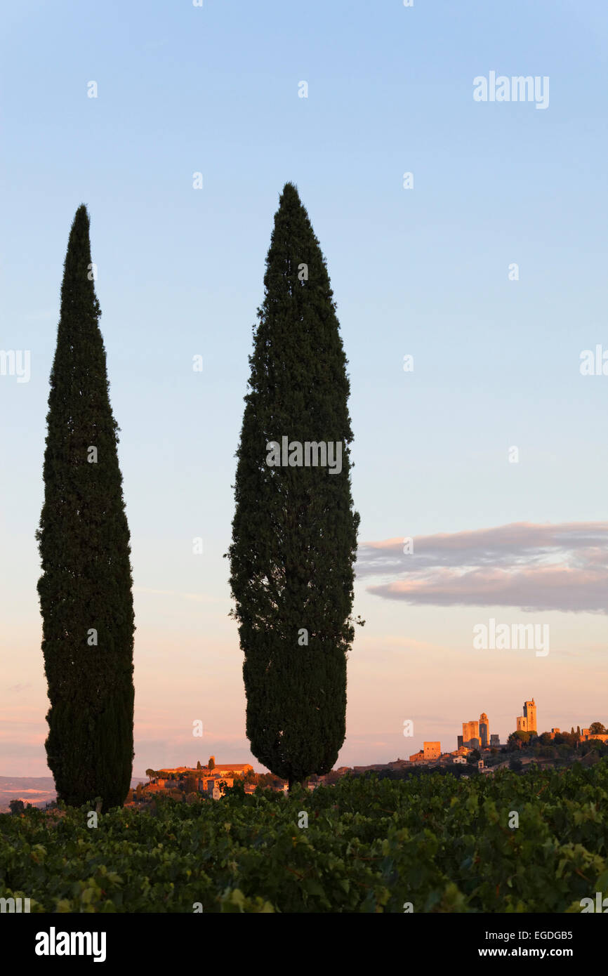 Zypressen und einige der Türme von San Gimignano, Toskana, Italien Stockfoto