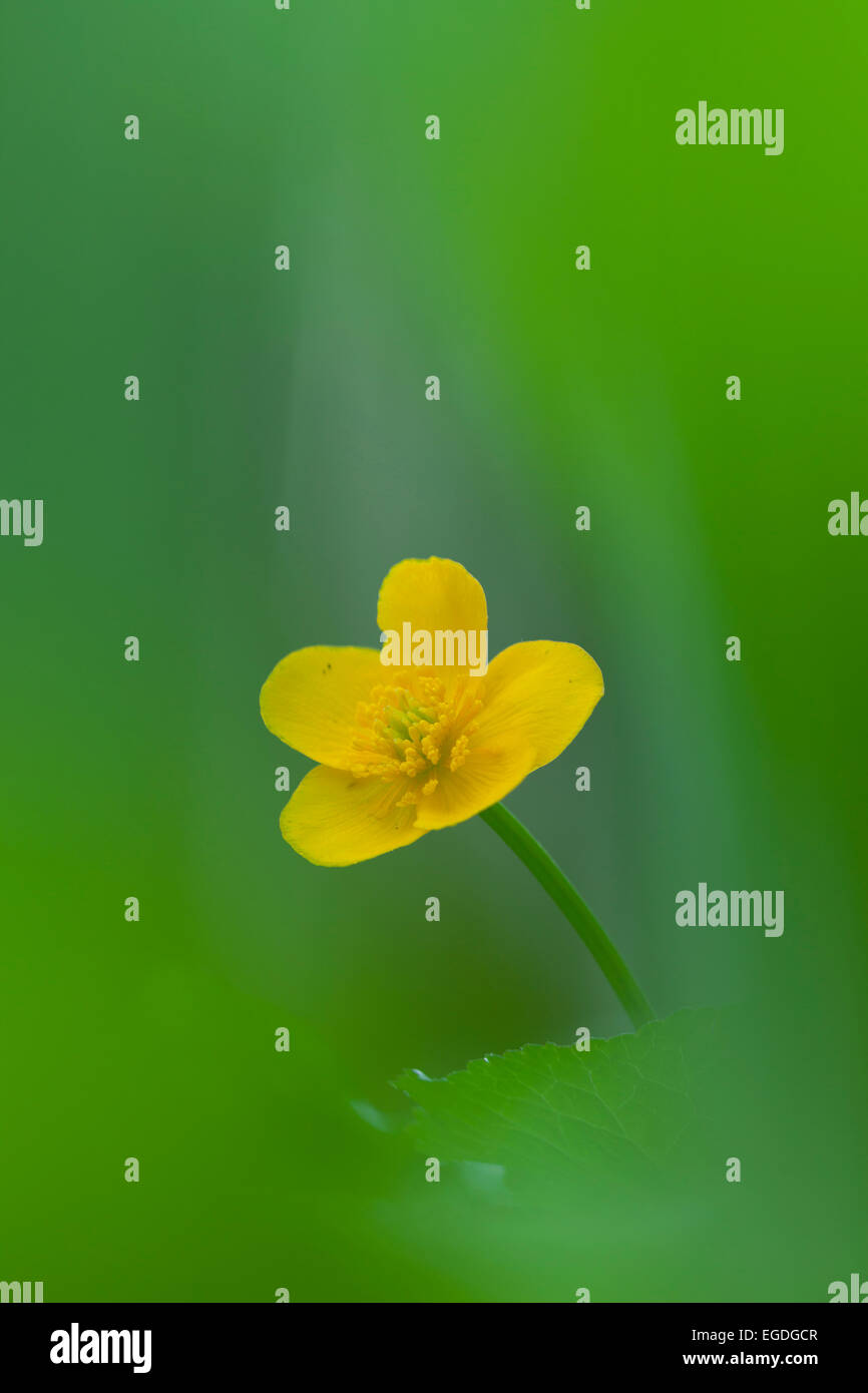 Sumpfdotterblumen (Caltha Palustris) im Frühjahr, Niederösterreich, Österreich Stockfoto