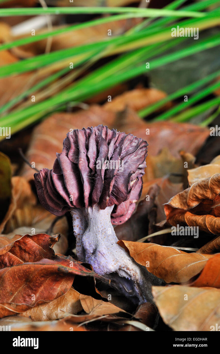 Amethyst Betrüger Pilz (Lacktrichterling Amethystina / Lacktrichterling Amethystea) unter Herbstliches Laub auf dem Waldboden Stockfoto
