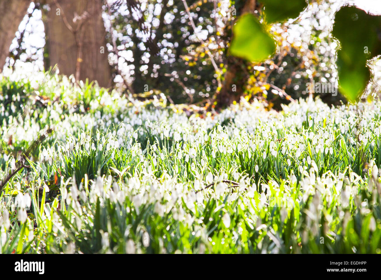Schneeglöckchen Galanthus nivalis Feld in Sun Flower snowdrop Blumen sunshine früh Hintergrundbeleuchtung von sunshine Louth Lincolnshire, schneeglöckchen Blume Stockfoto