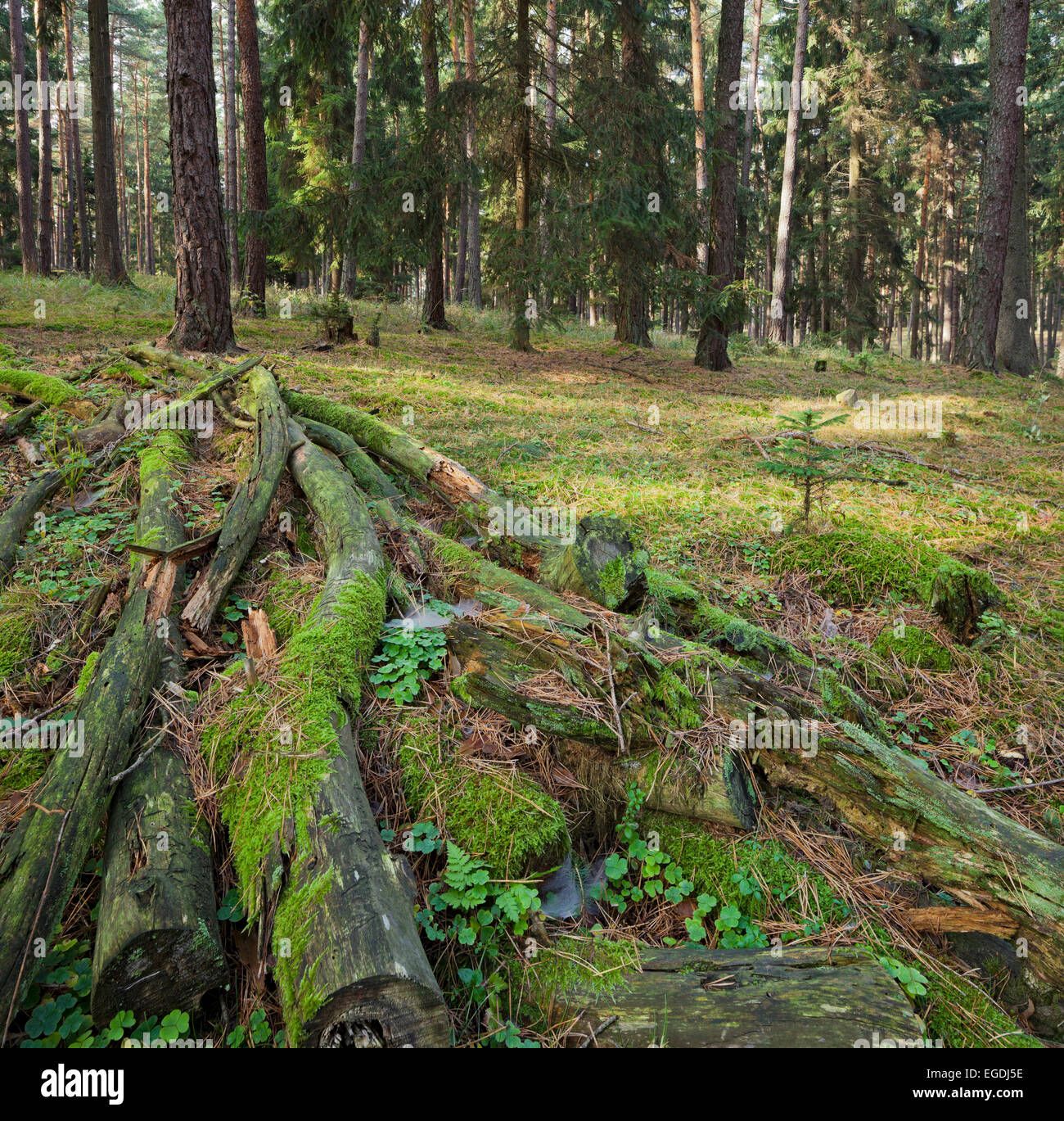 Totholz im Dunkelsteiner Wald, Goettweig, Niederösterreich, Österreich Stockfoto