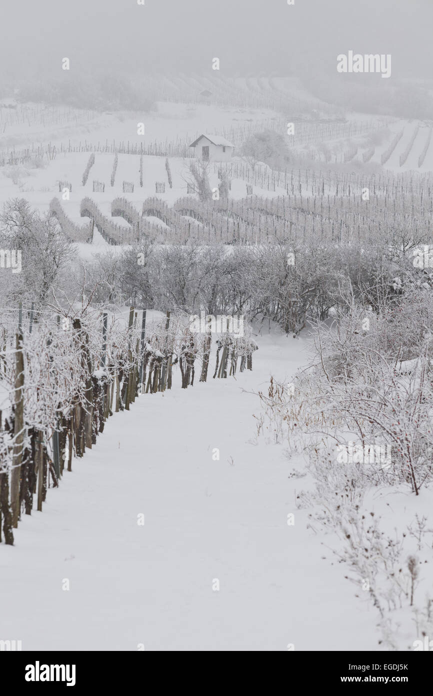 Weinberge im Winter in der Nähe von Baden bei Wien, Thermenregion, Niederösterreich, Österreich Stockfoto