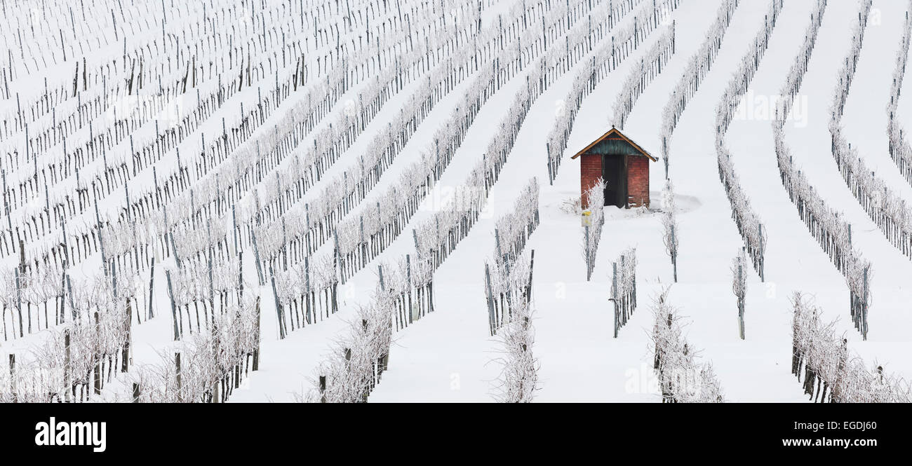 Weinberge im Winter in der Nähe von Baden bei Wien, Thermenregion, Niederösterreich, Österreich Stockfoto
