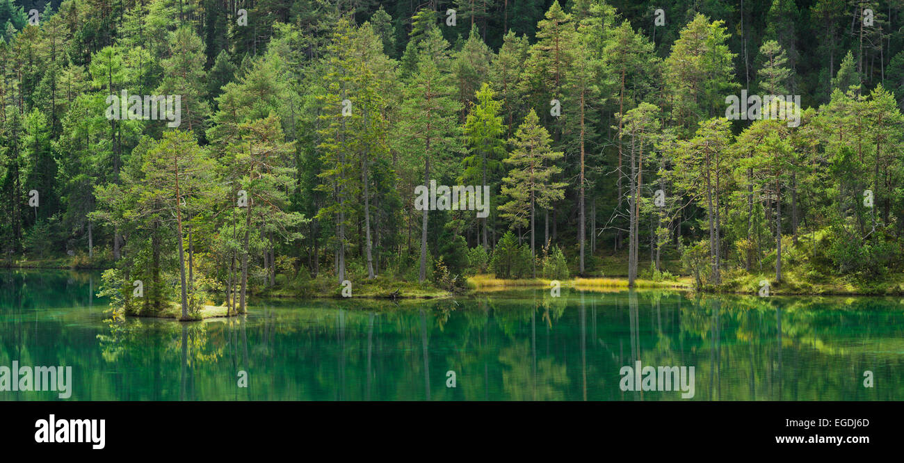 Bäume entlang des Ufers des Sees Fernsteinsee Fernpass, Tirol, Österreich Stockfoto