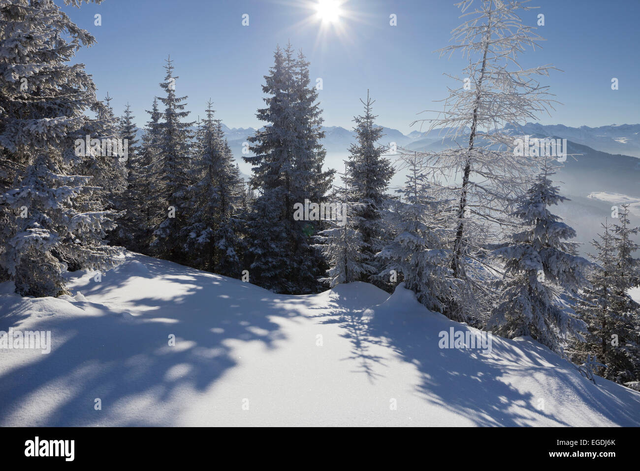 Nadelwald auf Rossbrand, Salzburger Land, Österreich Stockfoto