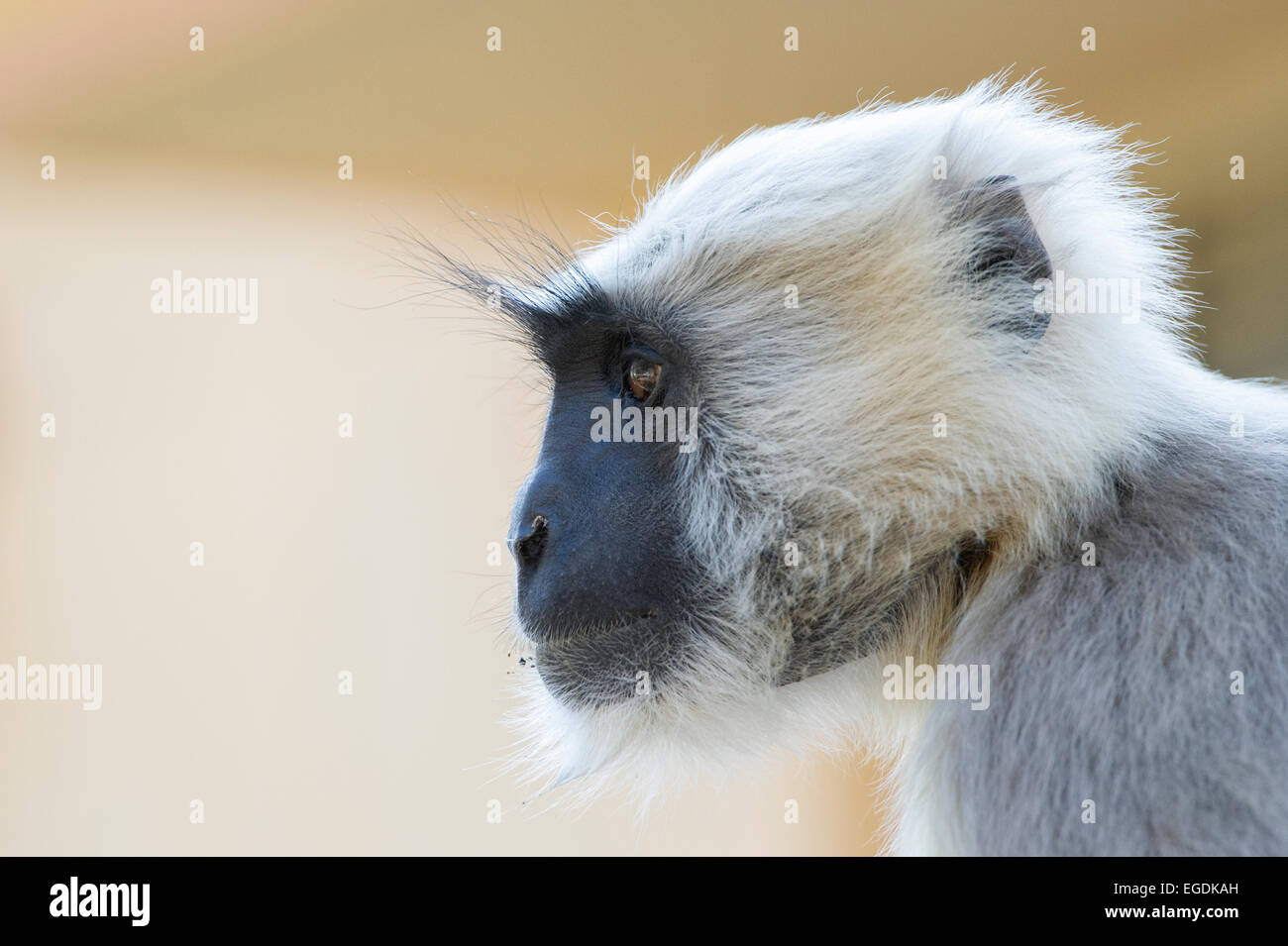 Ein südlichen Plains grau Languren (Semnopithecus Dussumieri) oder Hanuman-Languren am Stadtrand von Rishikesh, Uttarakhand, Indien Stockfoto