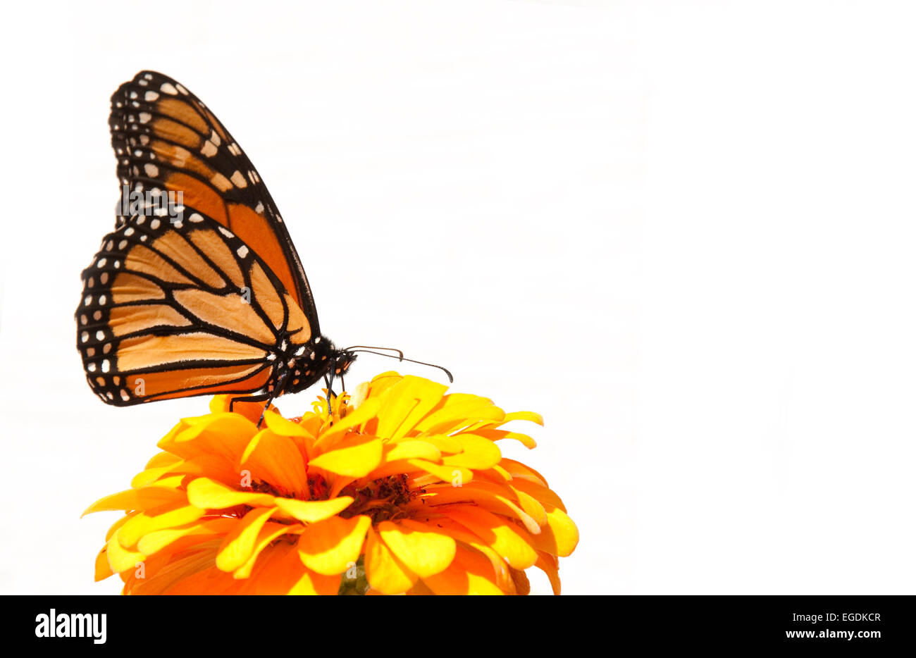 Wandernde Monarchfalter hat aufgehört, um ernähren sich von einer orange Zinnia seine Energie gegen hellen Hintergrund wiederherstellen Stockfoto