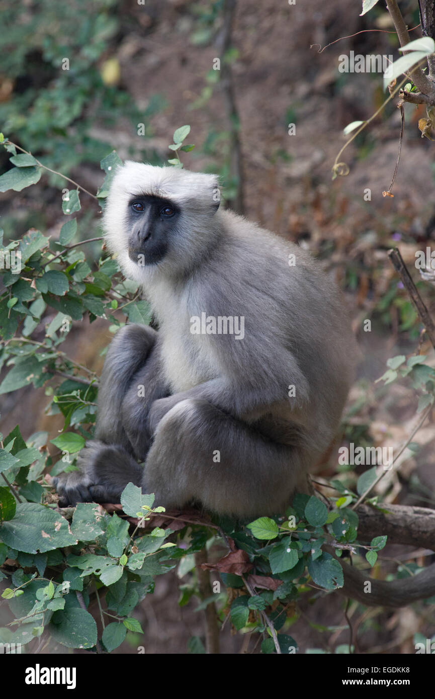 Ein südlichen Plains grau Languren (Semnopithecus Dussumieri) oder Hanuman-Languren in den Wäldern von Rishikesh, Uttarakhand, Indien Stockfoto