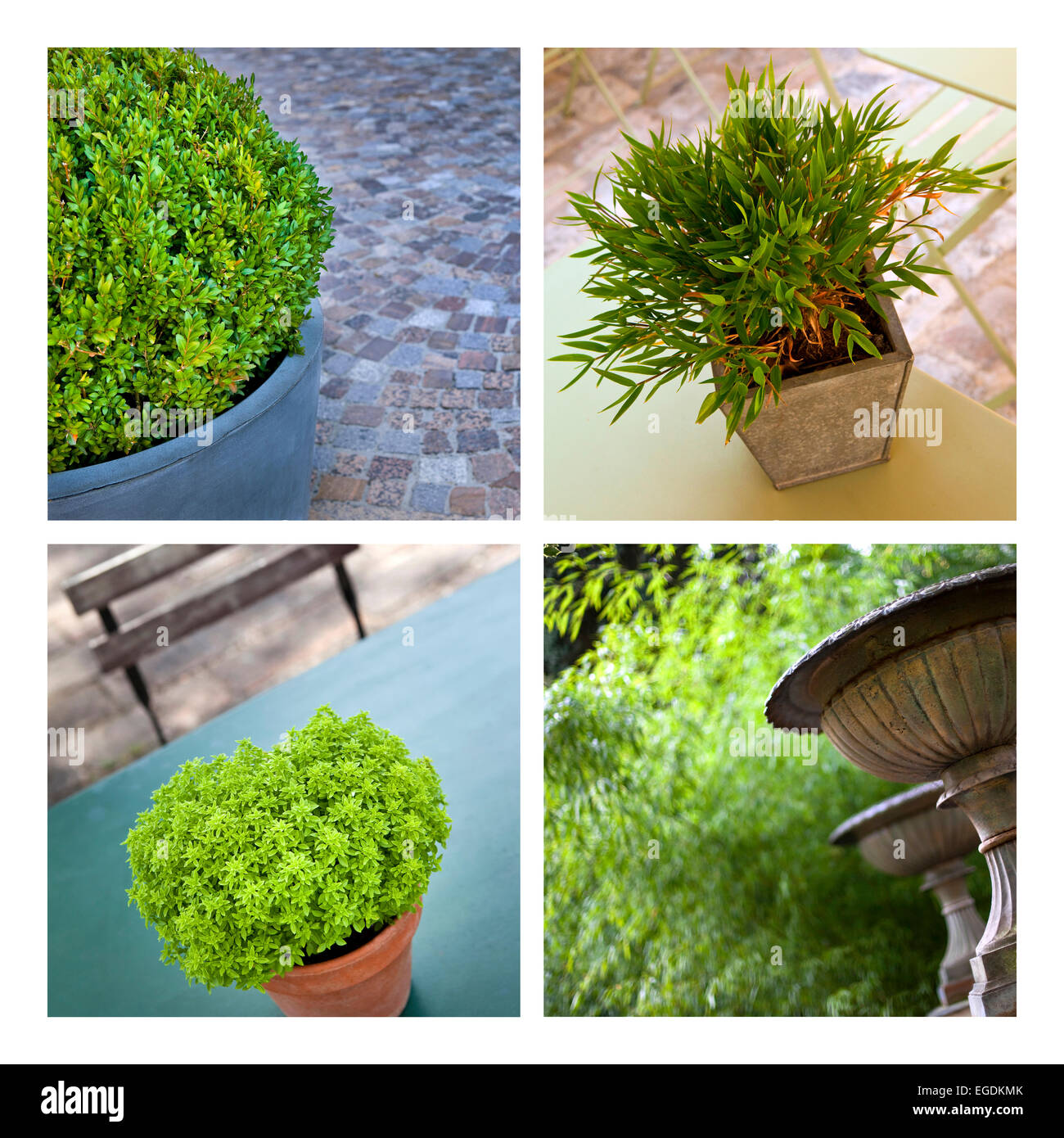 Collage verschiedener Pflanzen auf Terrassen Stockfoto
