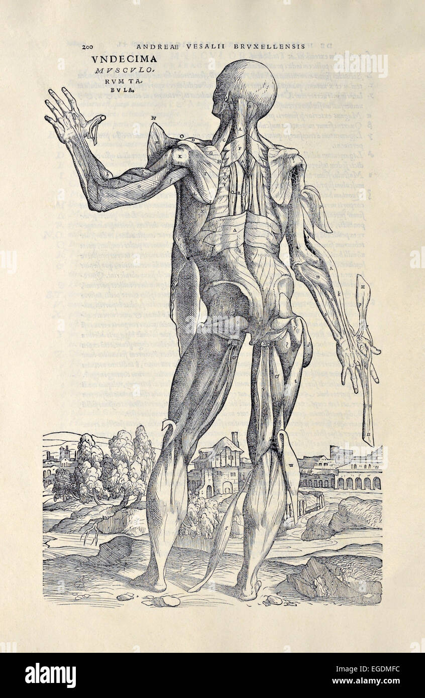 In 1543 veröffentlicht elften Kraftprotz aus "De Humani Corporis Fabrica Libri Septem" Andreas Vesalius (1514-1564). Siehe Beschreibung für mehr Informationen. Stockfoto