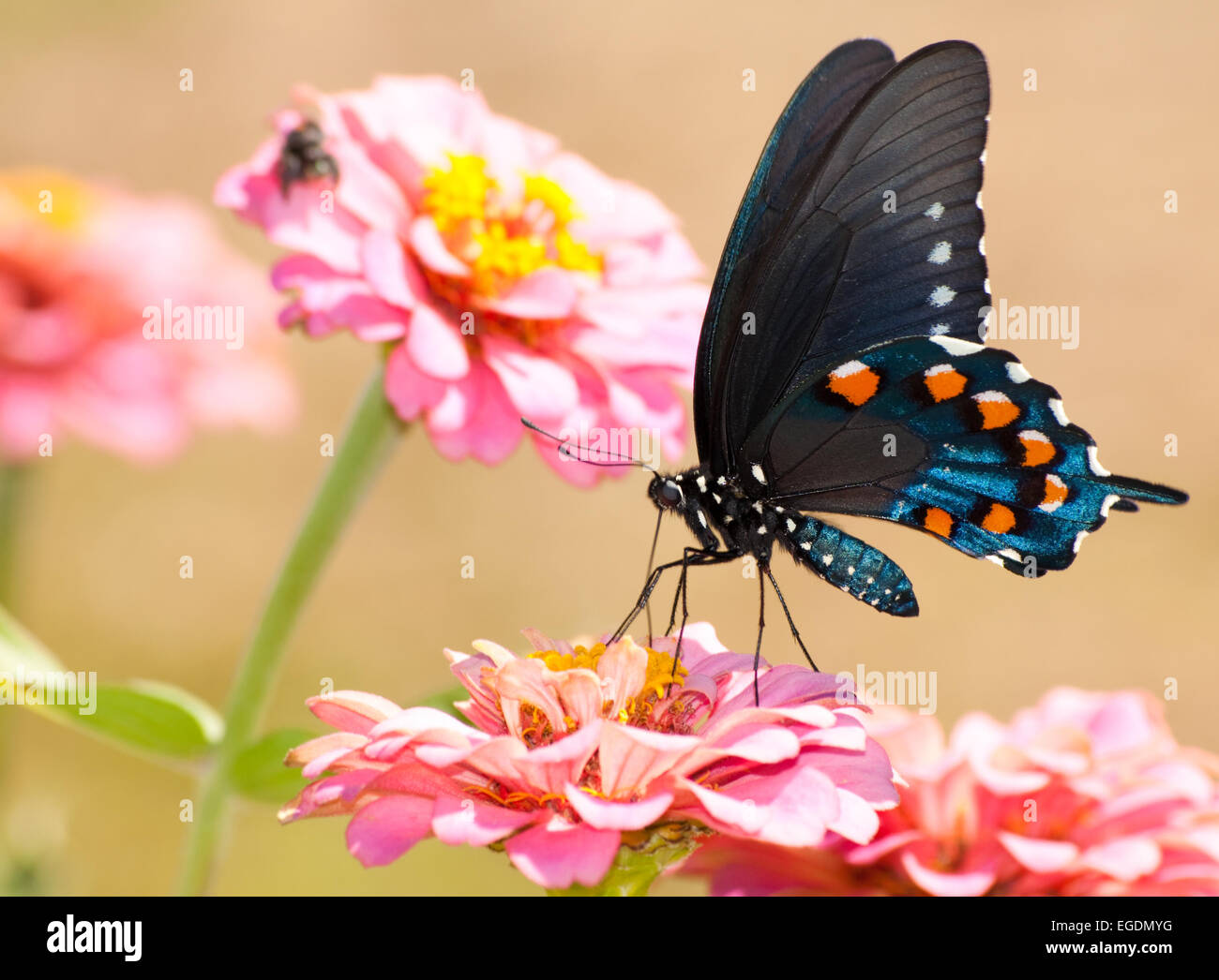 Pipevine Schwalbenschwanz Schmetterling Fütterung auf rosa Zinnie Stockfoto
