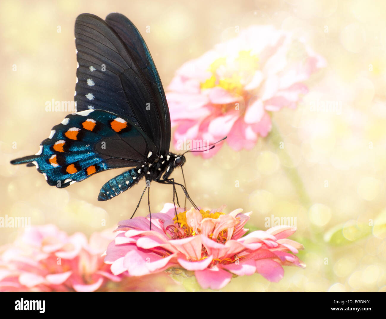 Verträumte Bild eines Schmetterlings Pipevine Schwalbenschwanz auf rosa Zinnie Stockfoto