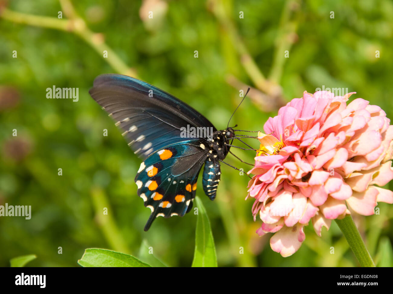 Ventrale Ansicht des Pipevine Schwalbenschwanz Schmetterling, Battus Philenor, Fütterung auf eine rosa Blume Stockfoto