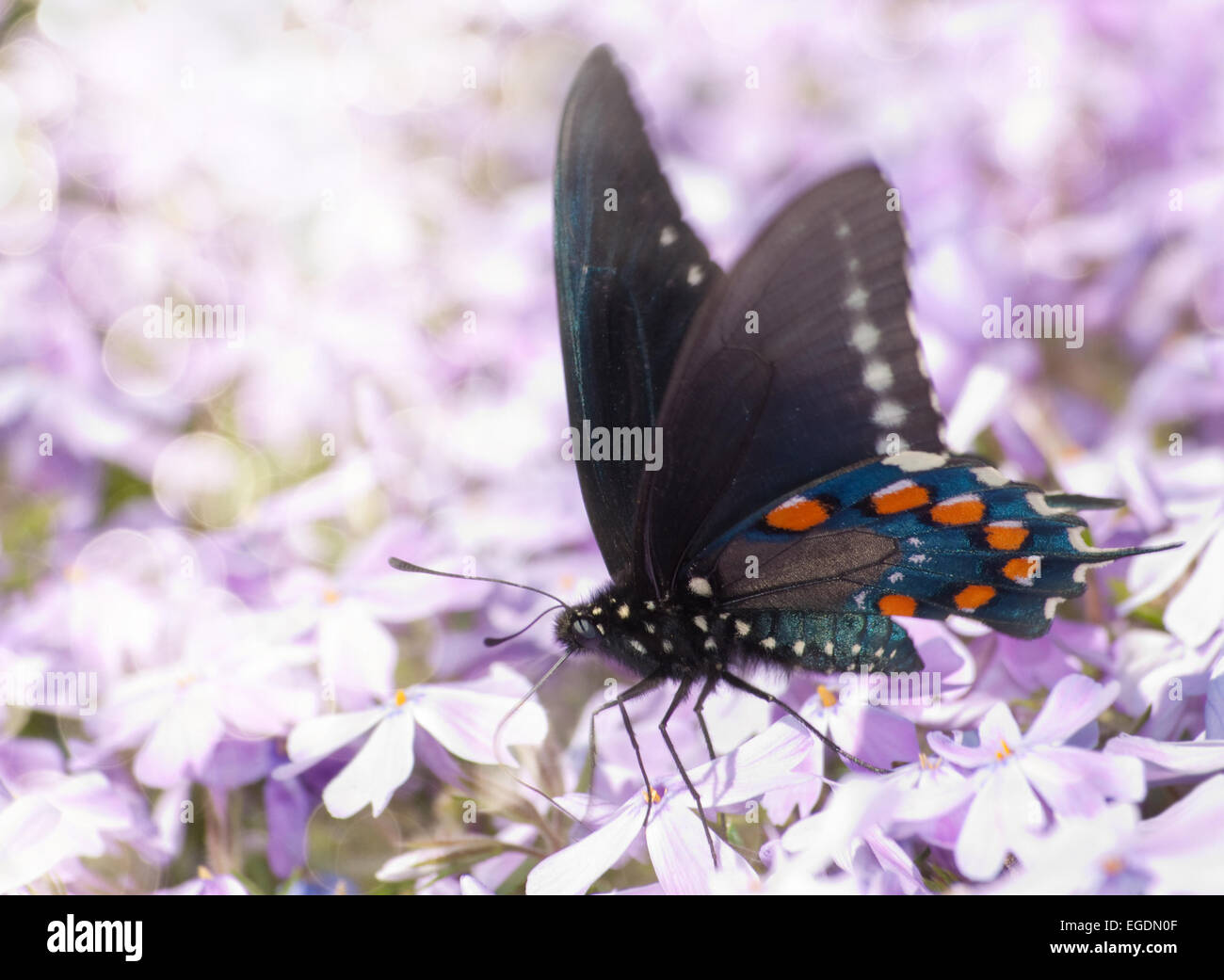 Verträumte Bild von einem Pipevine Schwalbenschwanz Schmetterling Fütterung auf lila Blumen Stockfoto