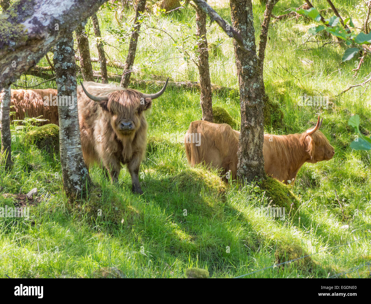 Highland Cattle in ihre heimischen Wäldern Argyll und Bute, Western Highlands, Schottland. Stockfoto