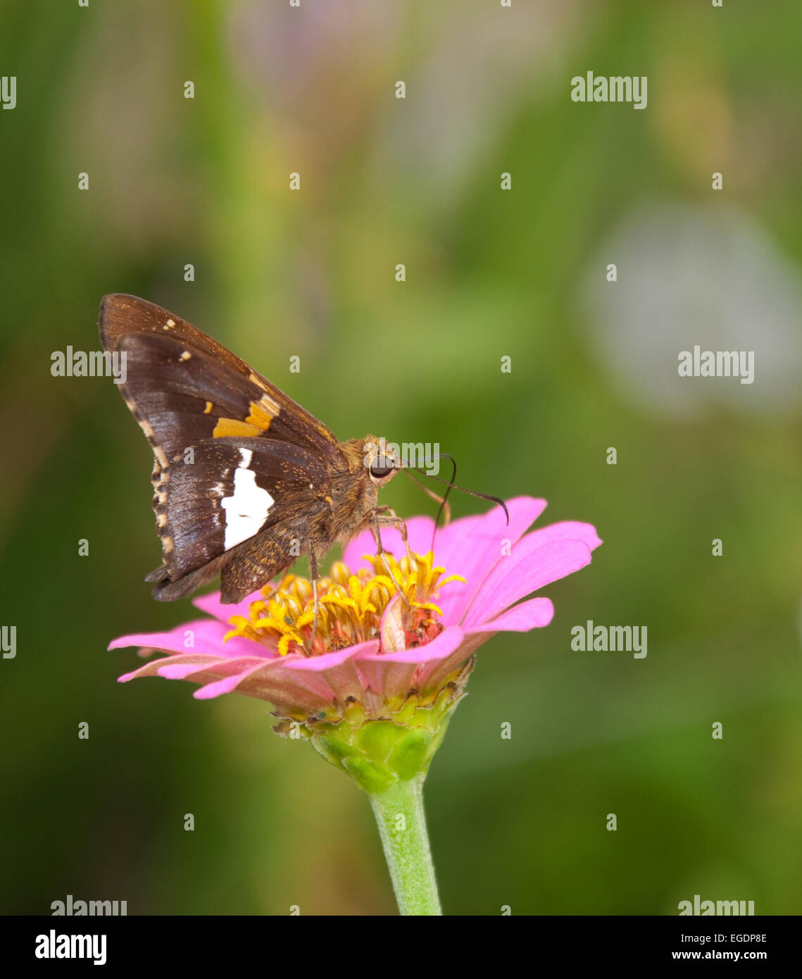Silber-spotted Skipper Butterfly ernähren sich von winzigen rosa Zinnie Stockfoto