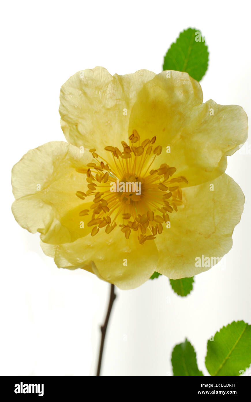 Gelbe wild Rose vor einem weißen Hintergrund, zarten Blütenblätter einer Blüte, Deutschland Stockfoto