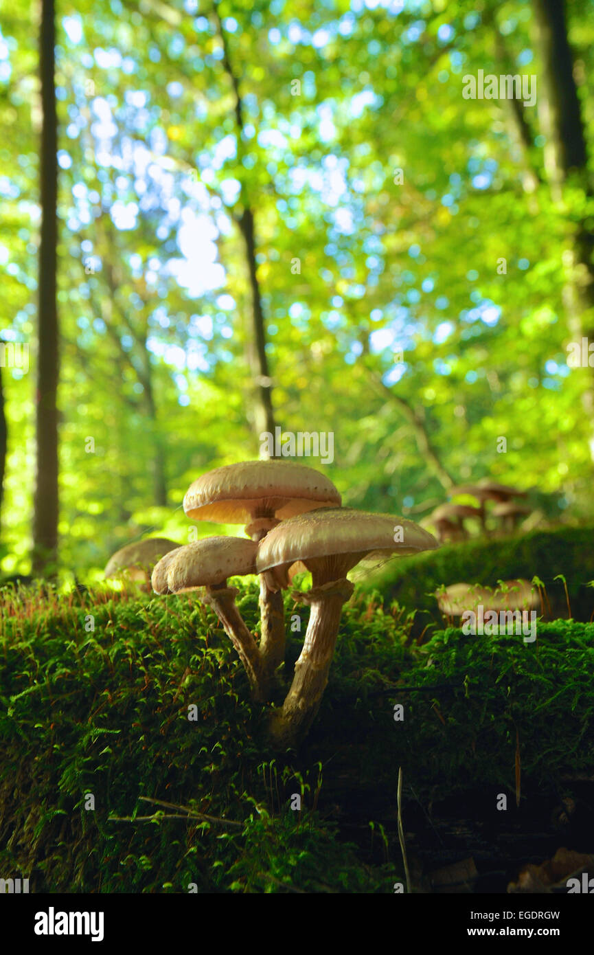 Anfang Herbst Pilze Wald mit einer Gruppe lamellare in Buchenwald auf bemoosten Stamm, unscharfe Buche Bäume im Hintergrund, zentral in Hessen, Deutschland Stockfoto