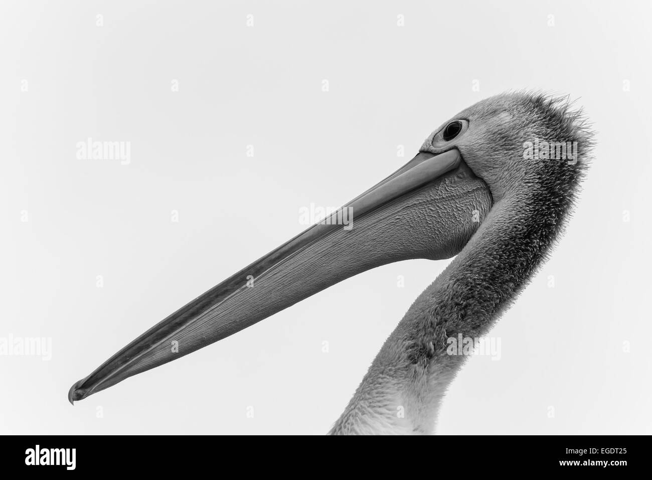 ein Pelikan-Porträt Stockfoto