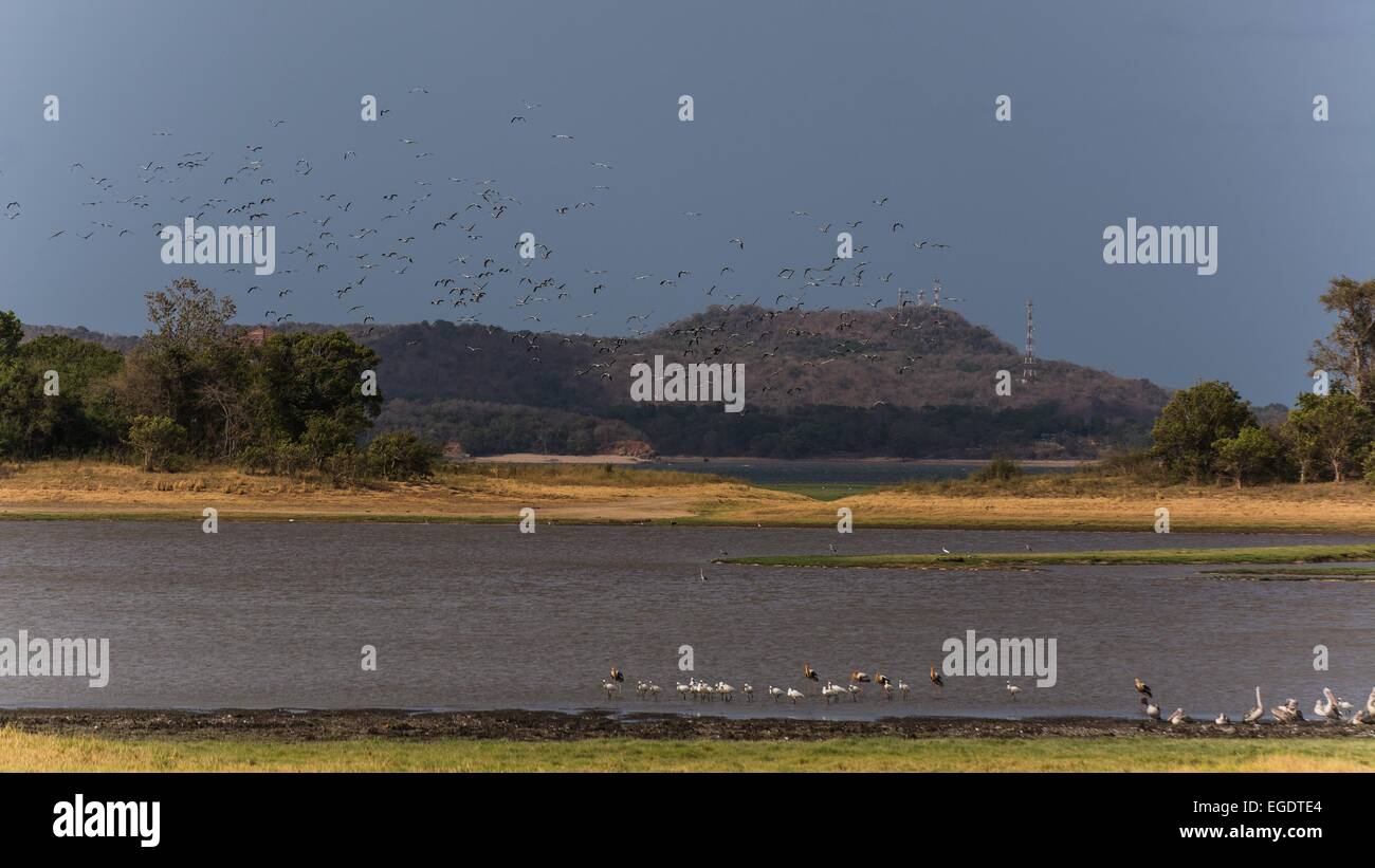 Vogel-Schwärme in einem Nationalpark in Sri Lanka Stockfoto