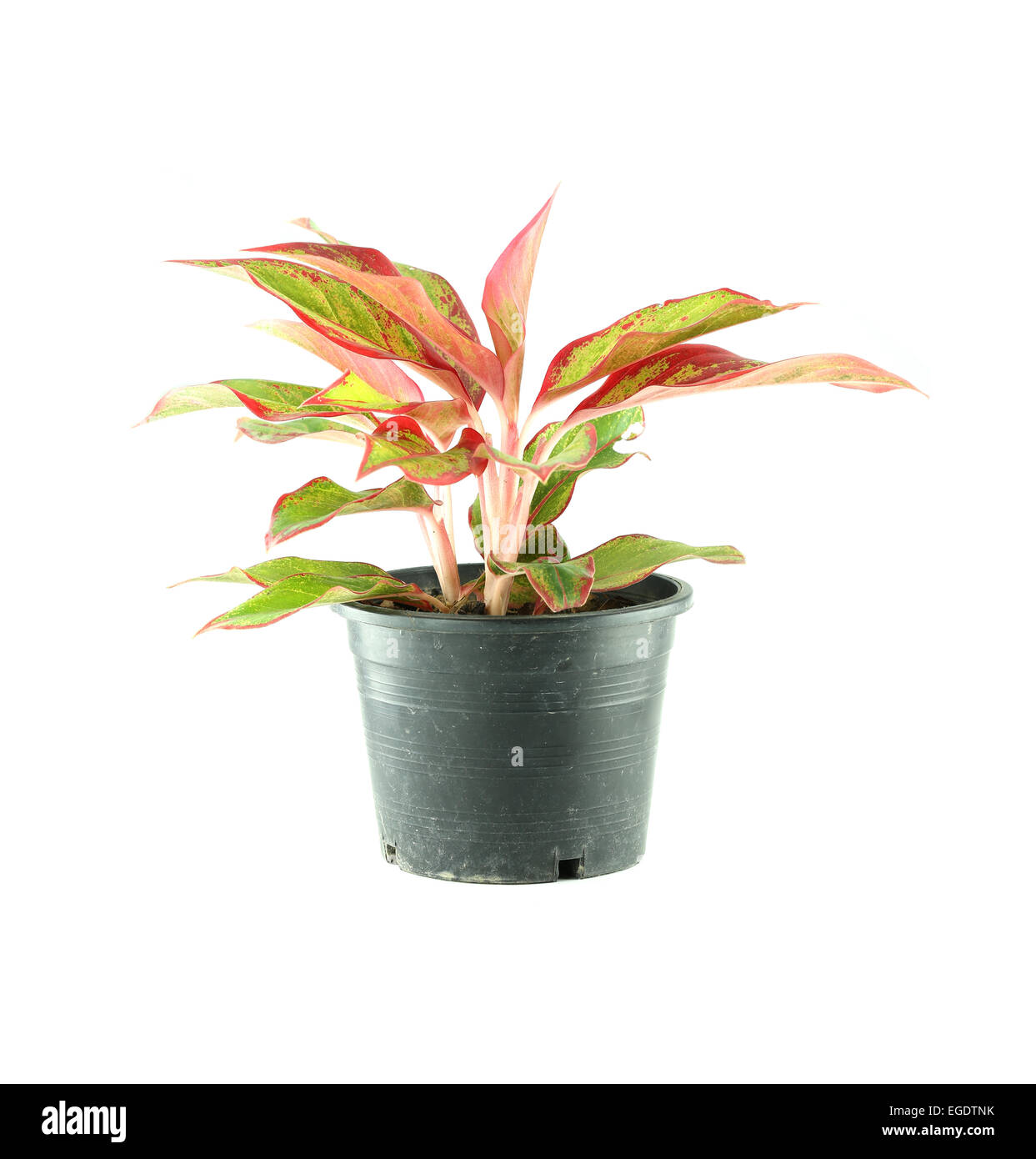 Zierbaum in schwarzen Blumentopf. Stockfoto