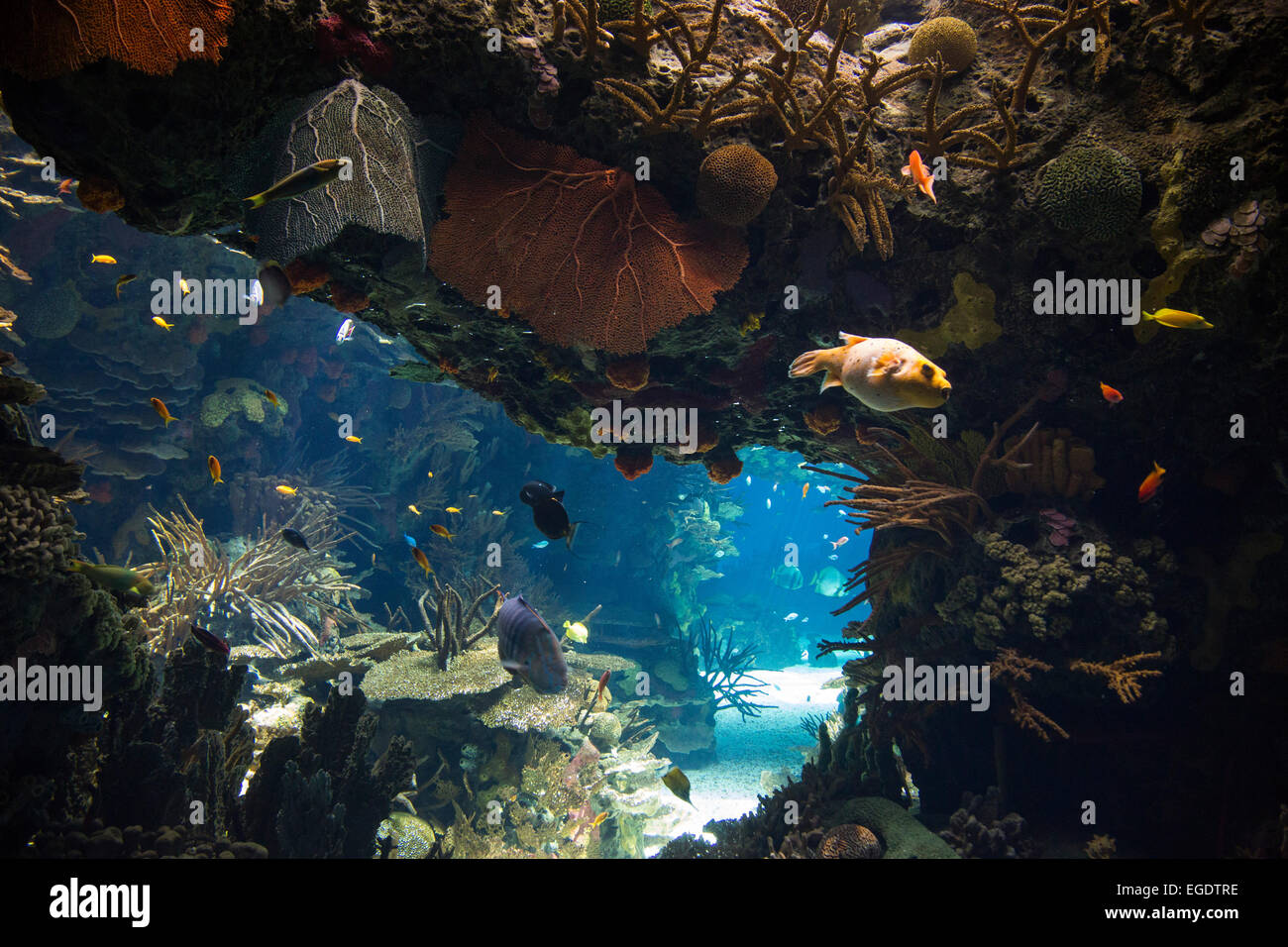 Bunte Fische in tropischen Becken des Aquariums Oceanario de Lisboa im Parque Das Nacoes (Park der Nationen), Lissabon, Lissabon, Portugal Stockfoto