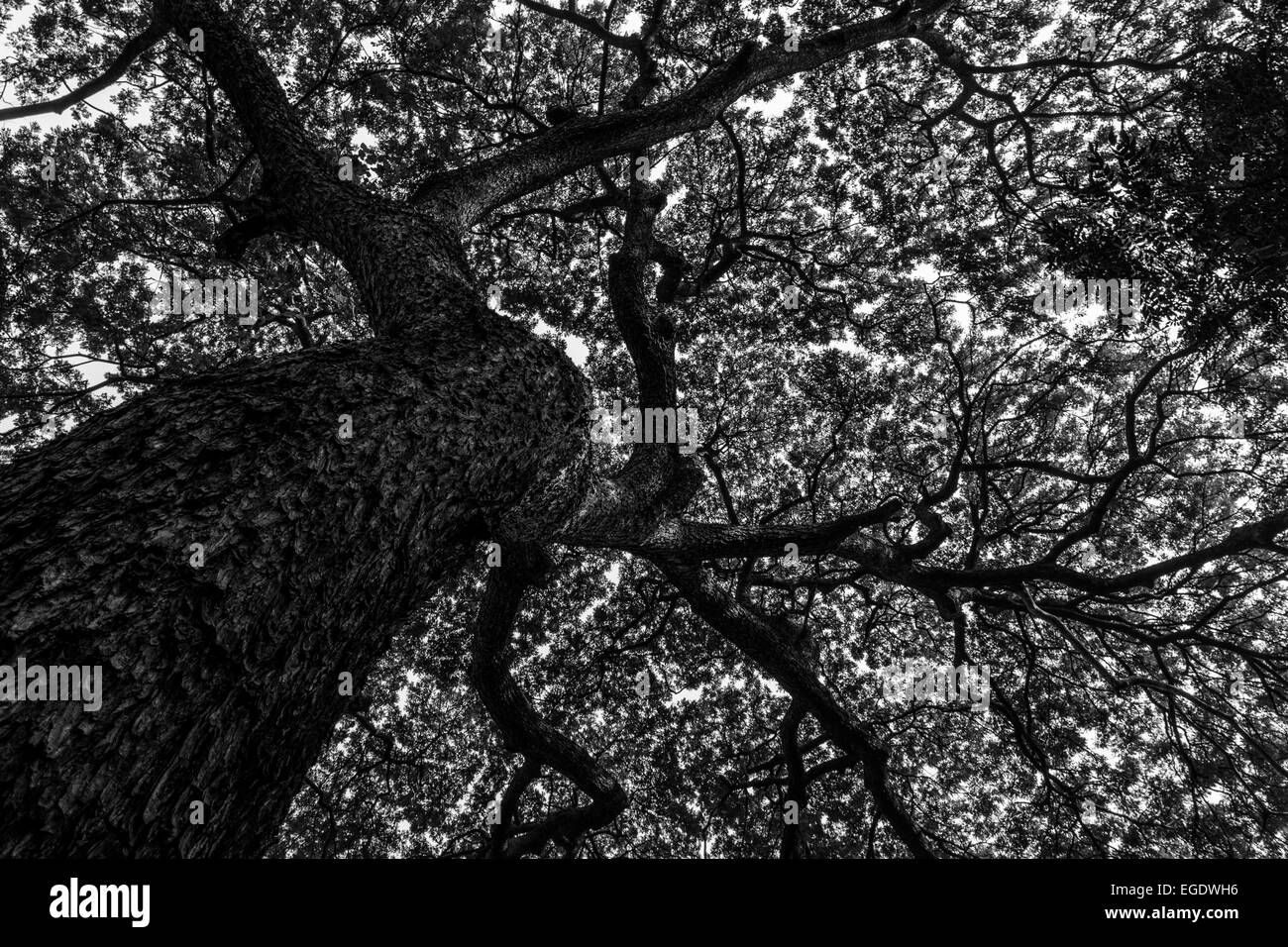 ein großer Baum von unten genommen Stockfoto