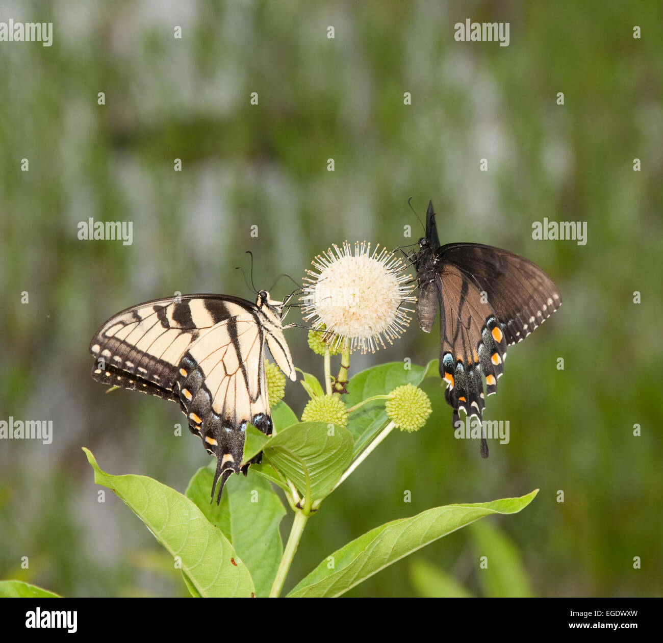 Östliche Tiger Schwalbenschwanz Schmetterling Fütterung auf Buttonbush Blume mit einer schwarzen Morph Artgenossen Stockfoto