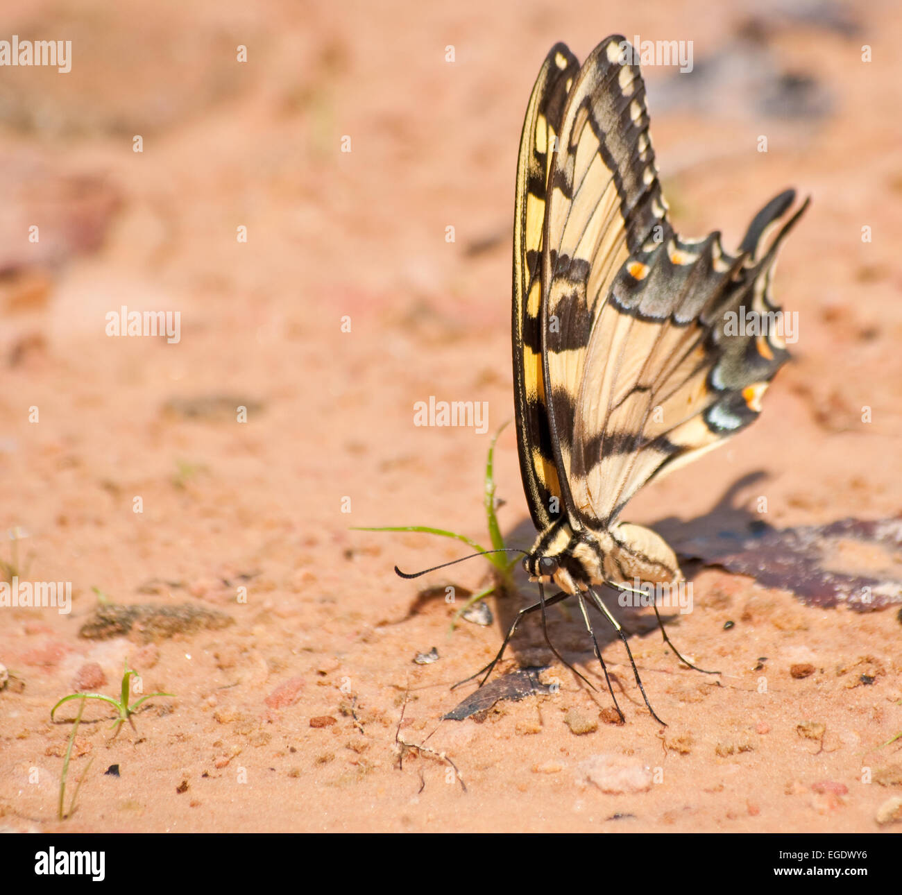 Östliche Tiger Schwalbenschwanz Schmetterling auf einem Naturstrand auf der Suche nach Mineralien zu fressen Stockfoto