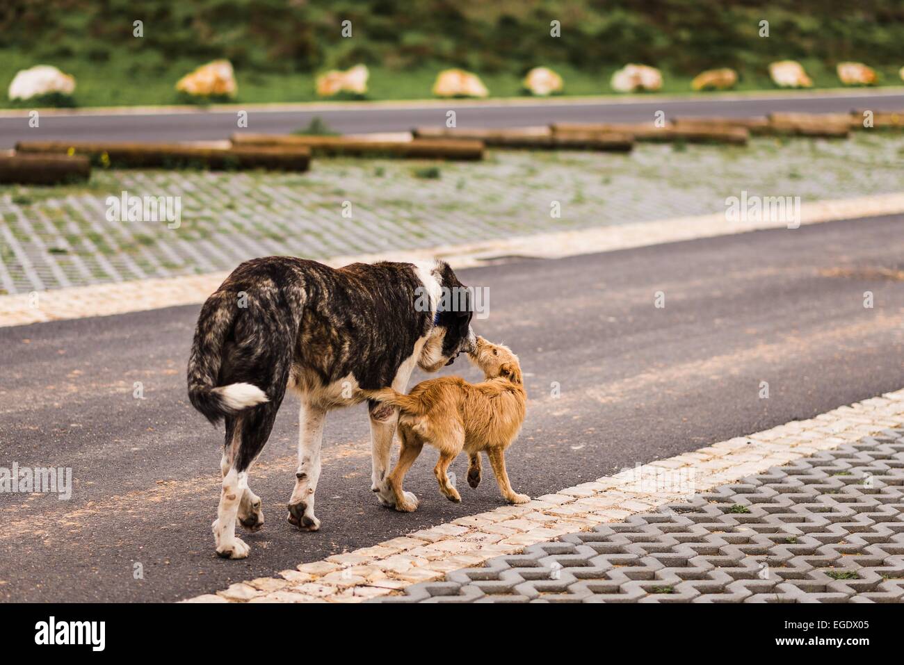 zwei unterschiedlich groß Hunden zusammen spazieren entlang einer Straße Stockfoto