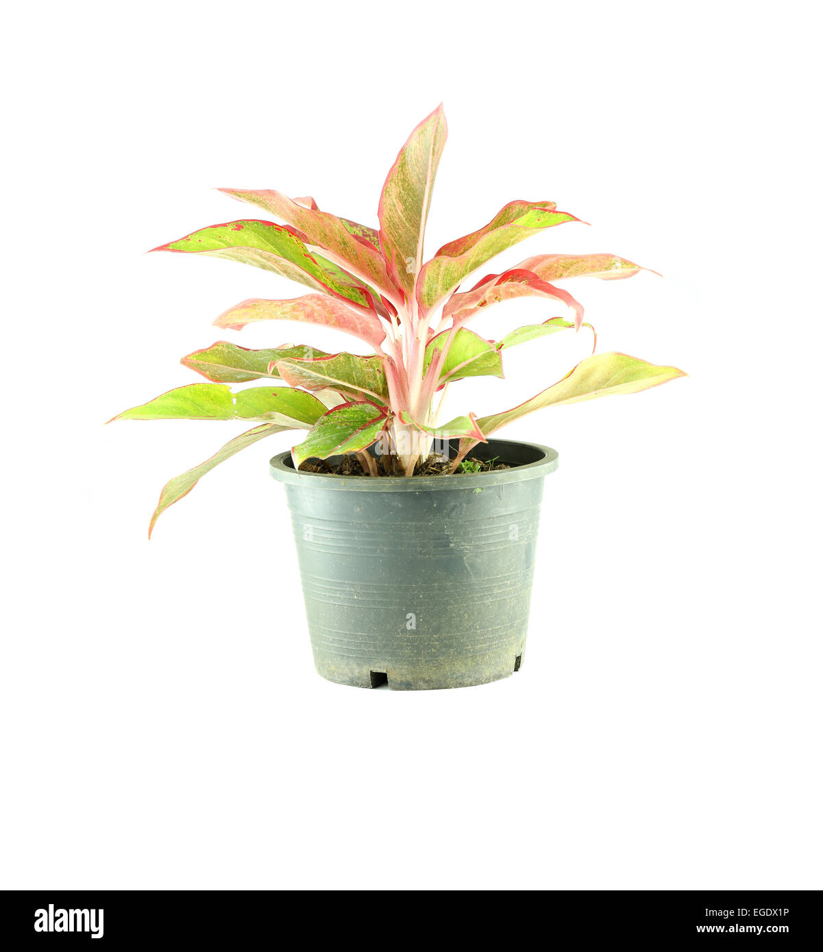 Zierbaum in schwarzen Blumentopf. Stockfoto