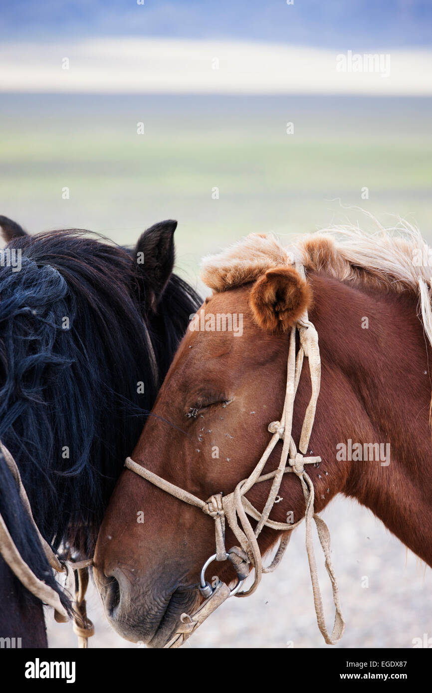 Mongolische Pferde, Omnogov, The Gobi, Mongolei Stockfoto