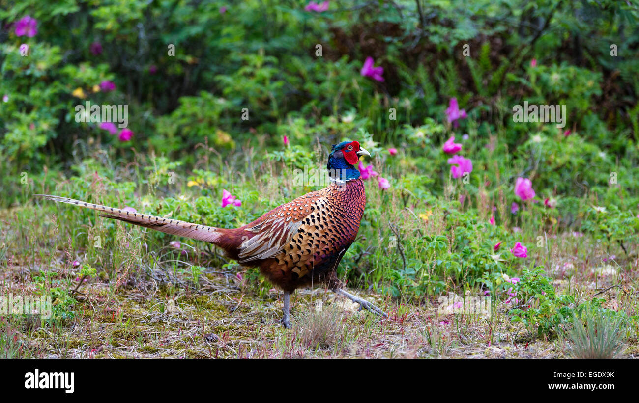Fasan Fotos und Bildmaterial in hoher Auflösung Alamy