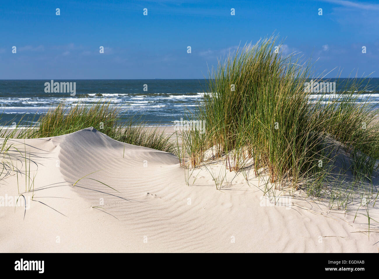 Dünen mit Rasen, Ammophila Arenaria, Insel Spiekeroog, Nationalpark, Nordsee, Ostfriesischen Inseln, Ostfriesland, Niedersachsen, Deutschland, Europa Stockfoto