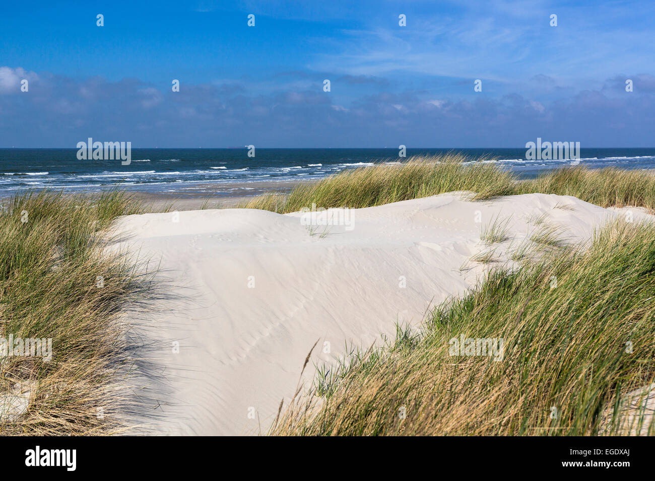 Dünen mit Rasen, Ammophila Arenaria, Insel Spiekeroog, Nationalpark, Nordsee, Ostfriesischen Inseln, Ostfriesland, Niedersachsen, Deutschland, Europa Stockfoto